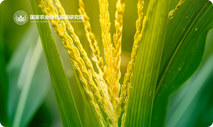 国家农业绿色发展研究院