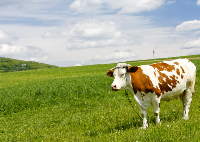 尚品承接北京农学院网站建设项目